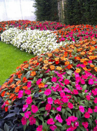 Sunpatiens