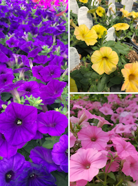 Petunias (Supertunias)