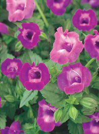 Trailing Torenia