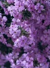 Trailing Verbena