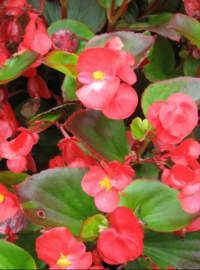 Wax Begonia