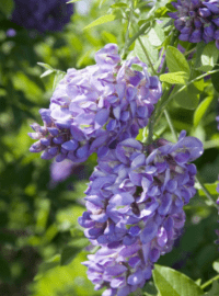 Wisteria f. Amethyst Falls